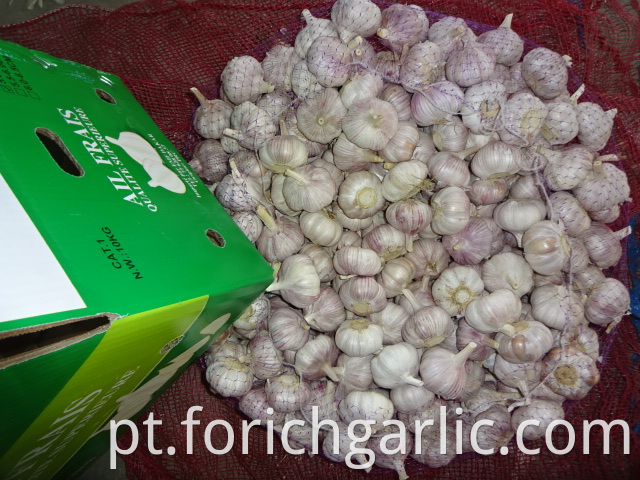 Good Quality Garlic Fresh